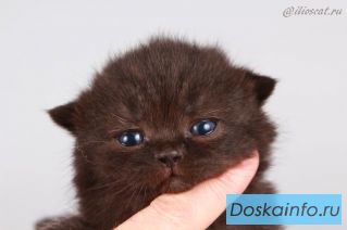 Британские котята от Чемпиона Мира!