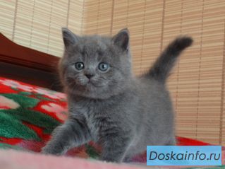 Британские котята