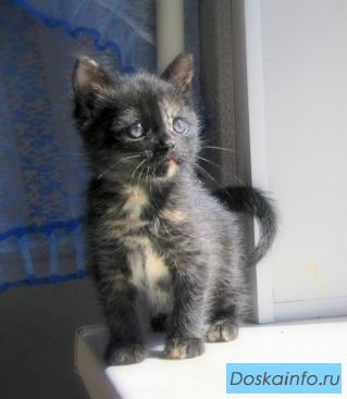 Отдам котенка в добрые руки