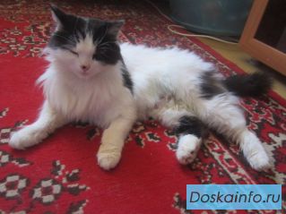 Отдам кошку в добрые руки
