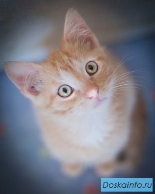 Рыжий котенок Семочка - море любви и нежности !