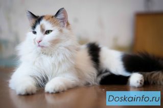 Милашка Кэсси только в хорошие, добрые ручки!