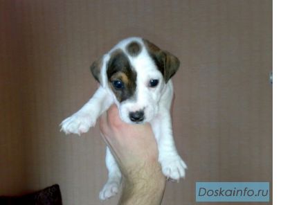Щенки Джек рассел терьера