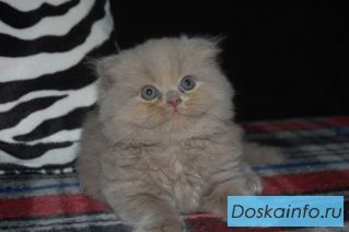 Шотландский очаровательный вислоухий мальчишка