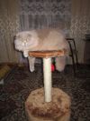 Уменьшенная картинка