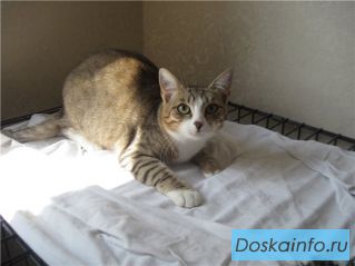 Молодая кошка-никто-мне-не-указ