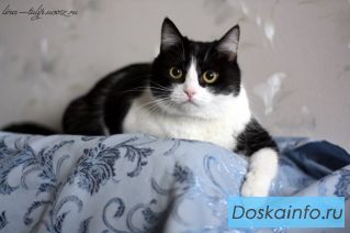 Толстушка Карамелька в дар в хорошие руки