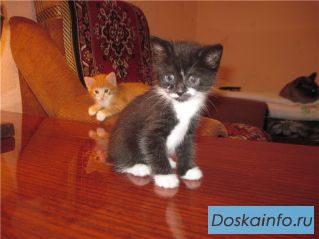 Черненький котенок  1,5 месяца в хорошие руки