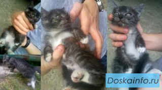 Отдам котят в добрые руки