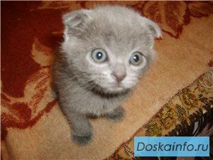 Британские  и шотландские  вислоухие котята