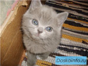 Британские  и вислоухие голубые котята
