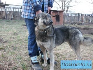 Отдадим в дар собачку