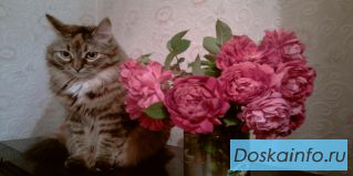 Потерялась кошка! 