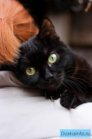 Шоколадный котенок в дар