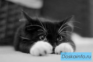 Маленький котенок в дар