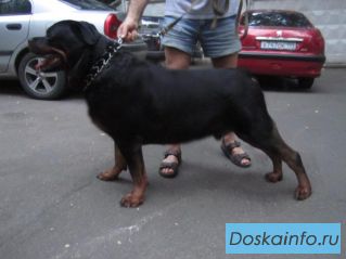 Отличный высокопородный ротвейлер ищет нового хозяина