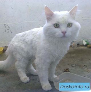 Белый кот в добрые руки