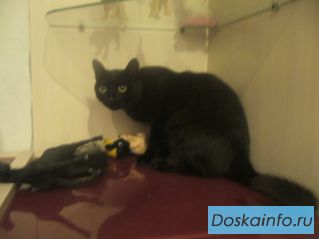 Черный котик