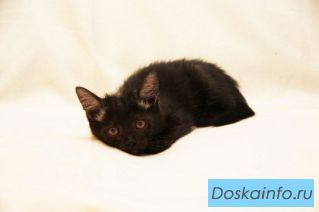 Котенок без вредных привычек в дар! 