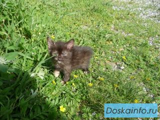 Маленькая красавица ищет свой дом