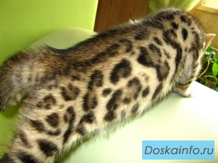 Бенгальские котята-экзотическое чудо