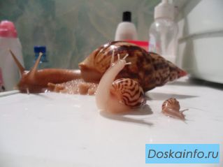 Ахатины - африканские сухопутные улитки!