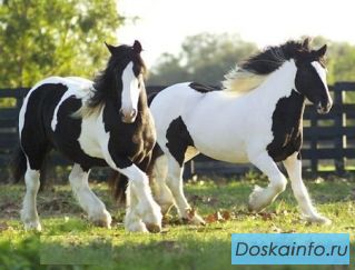 Красивая цыганская Ваннер лошадей на продажу