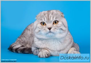 Интерчемпион Князь ждёт кошечек для романтических отношений
