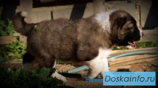 Продаю щенков кавказской овчарки