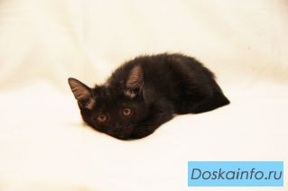Отдам котенка