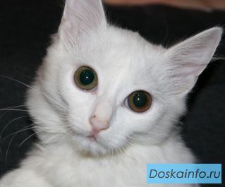 Роскошная белая кошка в дар!  