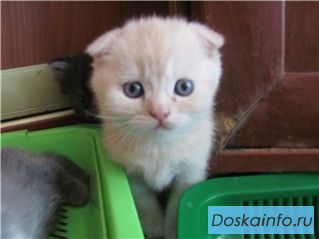 Британские  и  вислоухие  котята