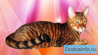 Котята Тойгер