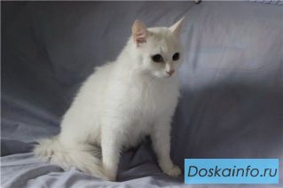  Белоснежная полуангорка в дар!