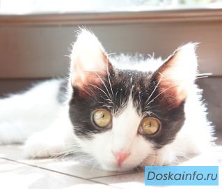 Редкость - симметричный окрас! Котенок в дар!