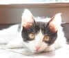 Редкость - симметричный окрас! Котенок в дар!