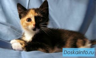 В дар котенок-девочка, 1,5 мес.
