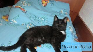 Пропал кот 30.07.12