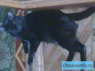 Потерялся черный кот