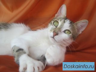В дар отдам котика
