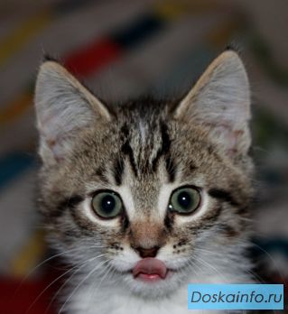 Игруны и шалунишки в  дар!  