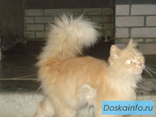 Найдена кошка