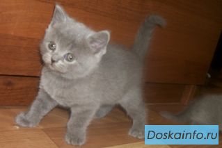 Шотландские котята
