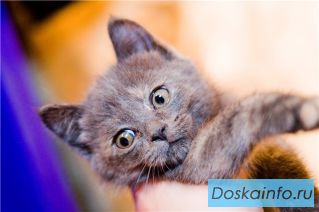 Голубой котенок в дар!  