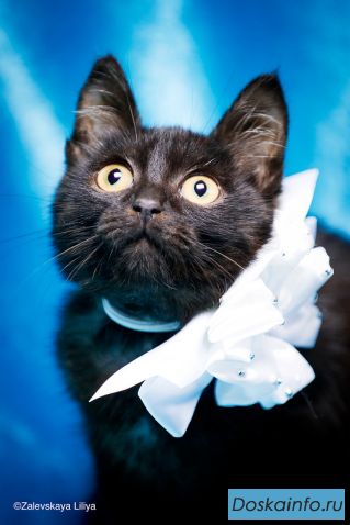 Котенок Марсюша