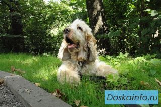 Рони-английский спаниель в дар