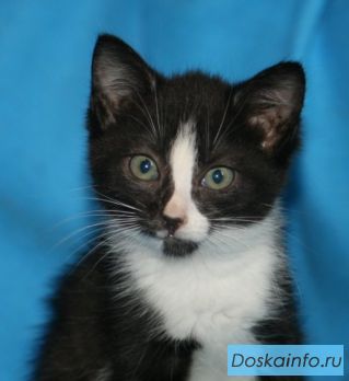 В дар котенок Крошка Сью