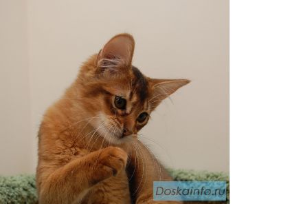 Cомали котята