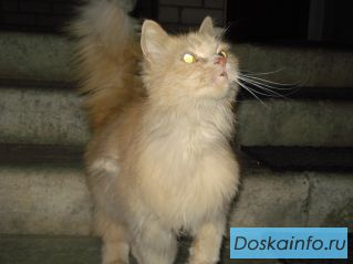 Отдам кошку в добрые руки 