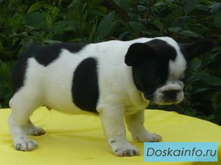 Щенки французского бульдога из питомника!